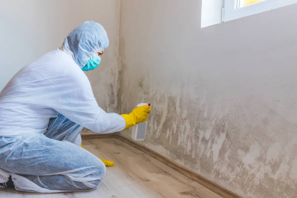 Licensed Mold Remediation service in Franklin Park, NJ - WQB Mold Removal